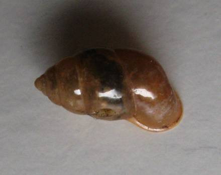 Moulinsia fusca erythrostoma, (Möllendorf, 1890)